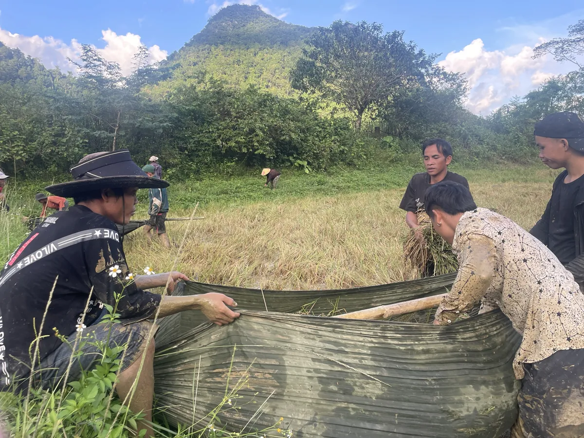 Đập lúa ngay trên đồng