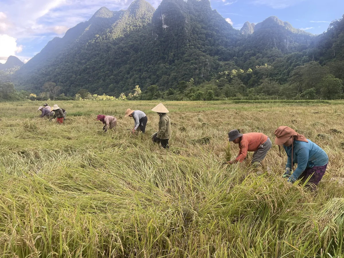 Bà con người Rục gặt lúa dưới chân núi đá