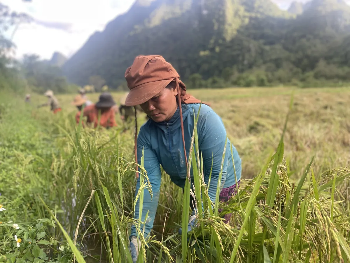 Người phụ nữ gặt lúa