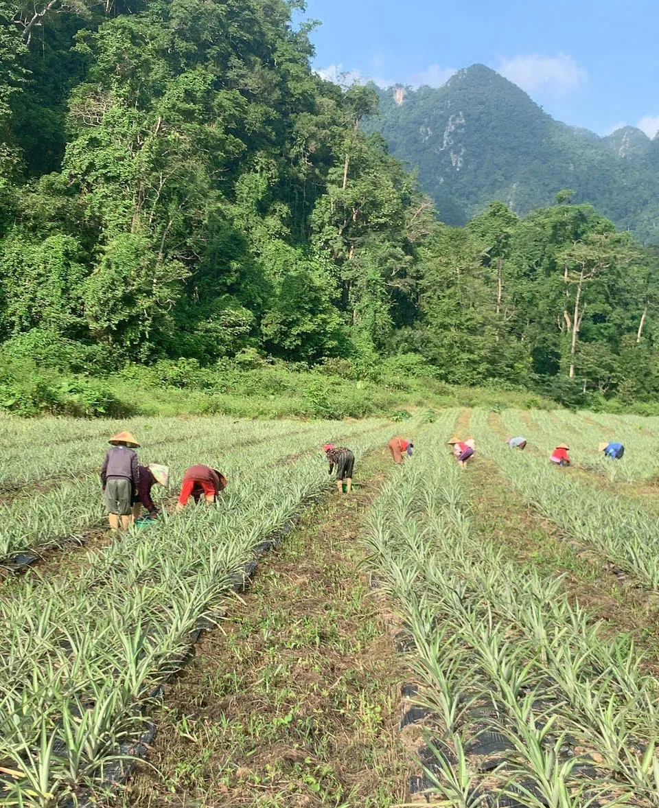 Bà con người Rục chăm sóc ruộng dứa